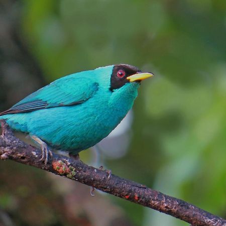 La Selva Biological Station Hotel Sarapiqui Ngoại thất bức ảnh