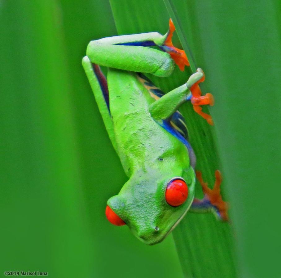 La Selva Biological Station Hotel Sarapiqui Ngoại thất bức ảnh