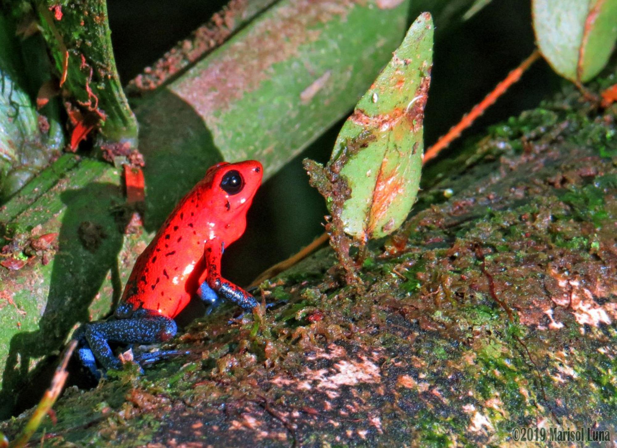 La Selva Biological Station Hotel Sarapiqui Ngoại thất bức ảnh