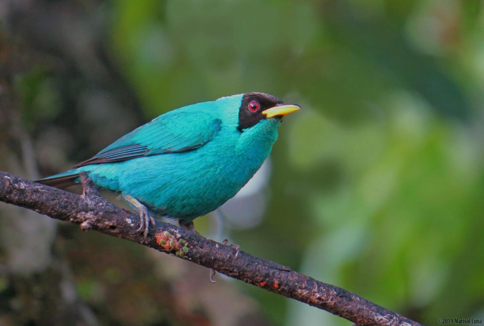La Selva Biological Station Hotel Sarapiqui Ngoại thất bức ảnh
