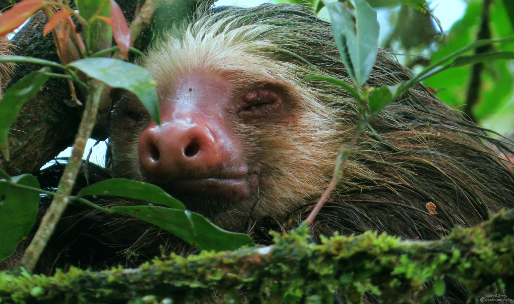 La Selva Biological Station Hotel Sarapiqui Ngoại thất bức ảnh