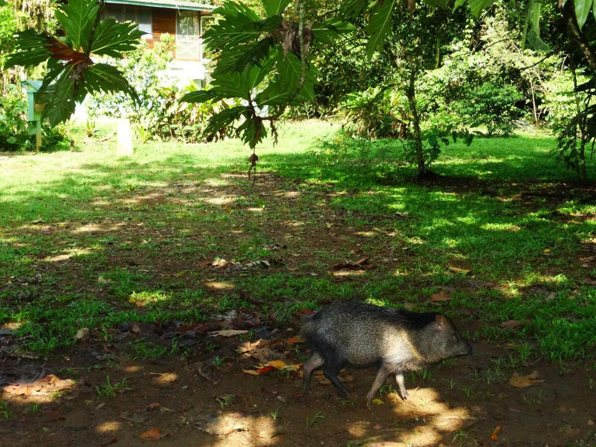La Selva Biological Station Hotel Sarapiqui Ngoại thất bức ảnh